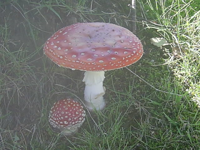 Emblème joueur